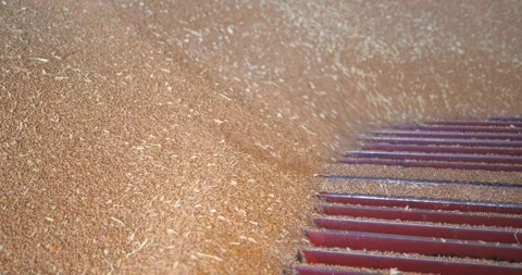 Loading wheat grains in a silo after harvest, close up Stock Footage 312509370