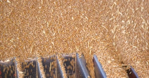 Loading wheat grains in a silo after harvest, close up - slow motion Stock Footage 312509419