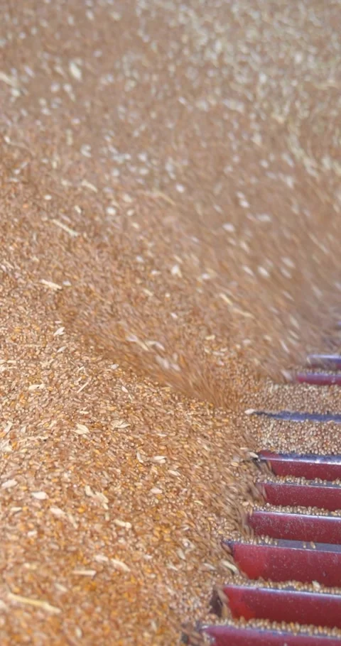 Loading wheat grains in a silo after harvest, close up Stock Footage 312815808