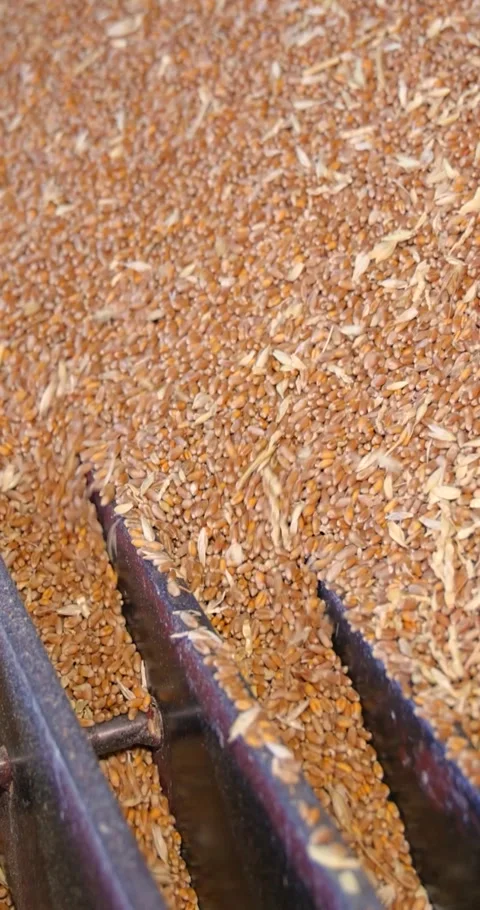Loading wheat grains in a silo after harvest, close up Stock Footage 312815840