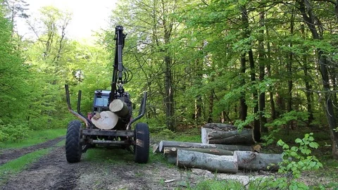 Loading wood in the forest Vídeo Stock 69948929