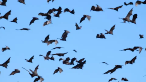 Loads of bats flying in the sky Stock Footage 135476897