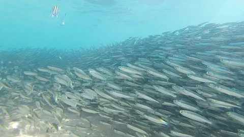 Loads Of Fish Stock Footage 115515047