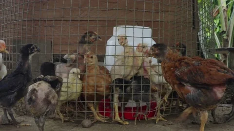 Loads of free range chicken chicks behind iron mesh for the first days Stock Footage 152862248