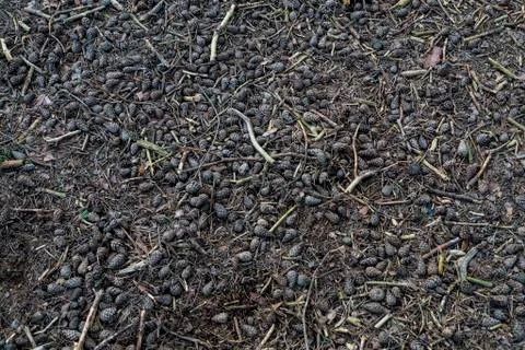 Loads of pine cones. Stock Photos