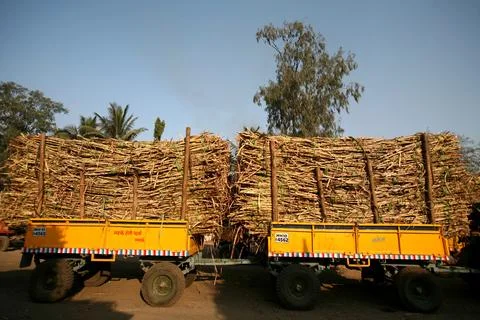 Loads of sugarcane in trolleys attached two trolleys to one tractor to carr.. Stock Photos
