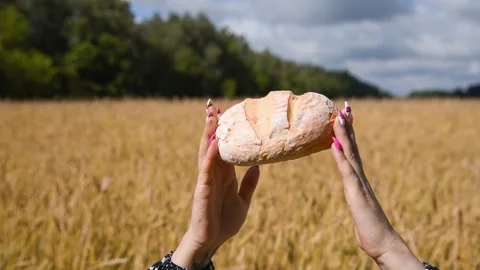 Loaf of bread in female hands on wheat field Stock Footage 264090096