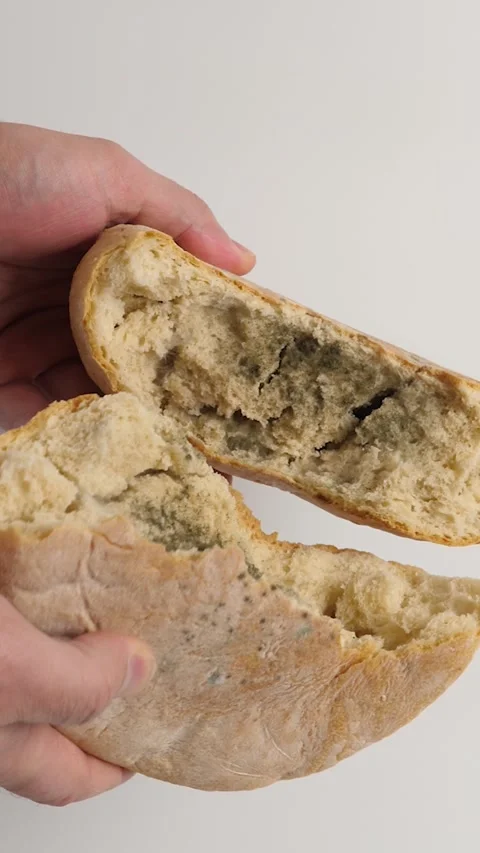 A loaf of bread with mold is broken in half.  Disposal of bread. Stock Footage 303260985