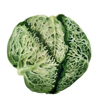 Loaf of savoy cabbage Stock Illustration