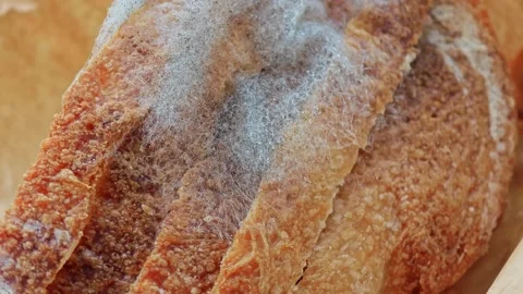 Loaf of sourdough bread with mold on it. Stock Footage 308920557