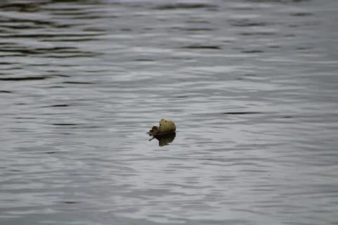 Loan leaf floating on water Stock Photos