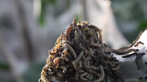 Loathsome many caterpillars on a branch Stock Footage 64659438