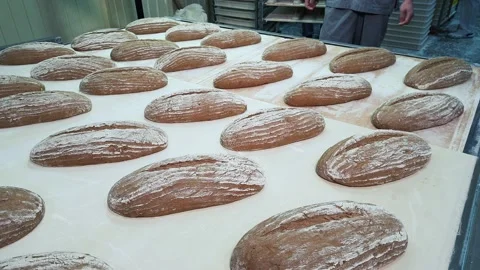 Loaves of delicious rye bread on a conveyor belt moving to oven. Stock Footage 166680225