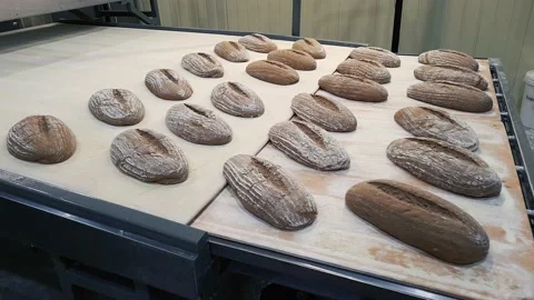 Loaves of delicious rye bread on a conveyor belt moving to oven. Video stock 166992578