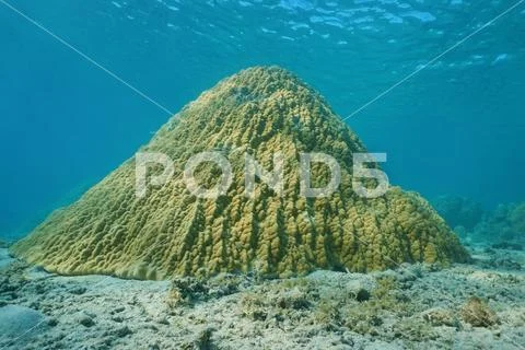 Lobe coral on the ocean floor Pacific ocean Stock Photos