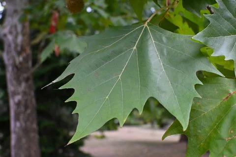 Lobed green tree leaf Stock-Fotos