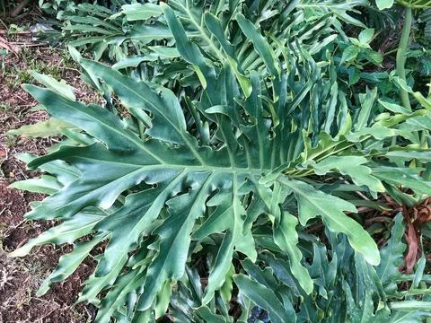 Lobed Philodendron Leaf Texture for Botanical Design Stock Photos