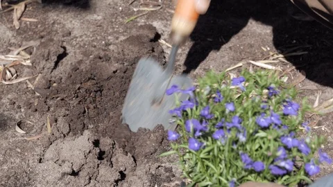 Lobelia in bloom Stock Footage 108773300