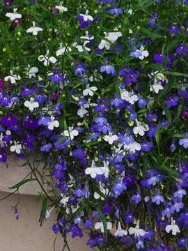 Lobelia erinus has many small, colorful flowers. Stock Photos
