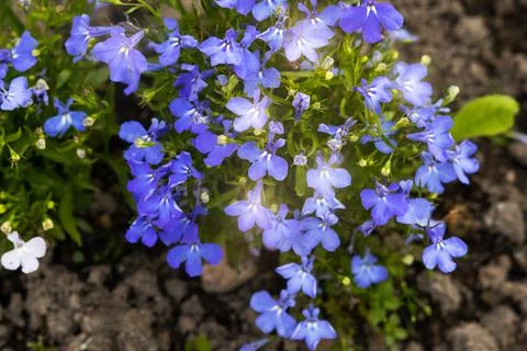 Lobelia flowers Stock Photos