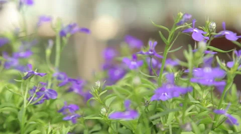 Lobelia inflate blooming Stock Footage 56608650