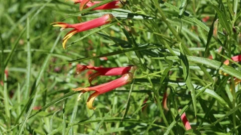 Lobelia laxiflora Stock Footage 274069895