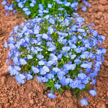 Lobelia Stock Photos
