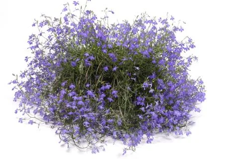 Lobelia Foto stock