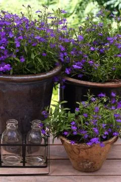 Lobelia Stock Photos