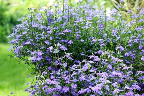 Lobelia Stock Photos