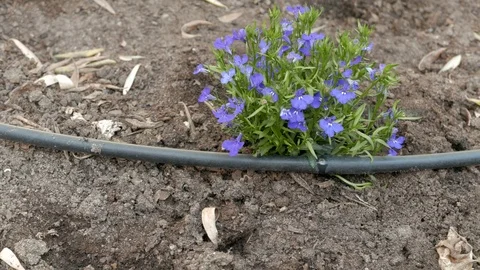 Lobelia watered by drip Stock Footage 108773555