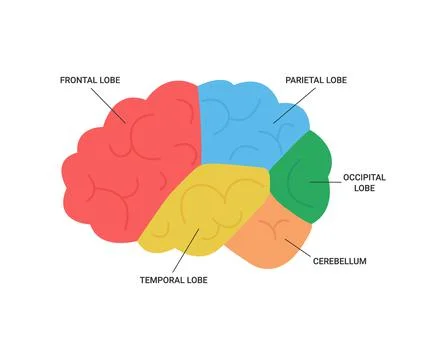 Lobes of brain human side view, medical anatomy. Different areas of brain Stock Illustration