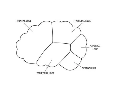 Lobes of brain human side view, template line. Different areas of brain, frontal Stock Illustration