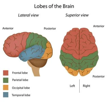 Lobes of the brain Illustrazione stock