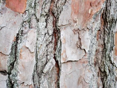 ​Loblolly Pine Bark Texture - Close-up Tree Trunk Background Stock Photos