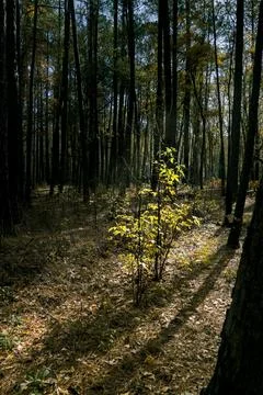 Loblolly pine forest with young sapling, Congaree National Park Stock Photos
