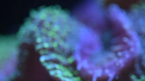 Lobo brain coral Stock Footage 87064919
