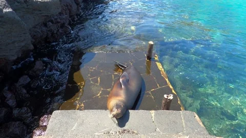 Lobo Stock Footage 154224533