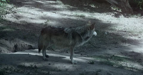 Lobo Wolf Standing and Looking Around Stock Footage 244148506