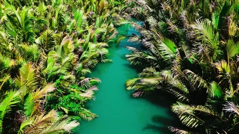 Loboc River Drone with Palm Trees, Bohol Philippines – 4K Stock Footage 328394020