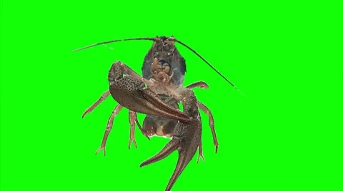 Lobster 01 (green screen) Stock Footage 10764115