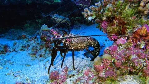 LOBSTER 3 Stock Footage 263521742