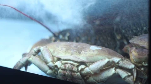 Lobster and crab Stock Footage 73425353