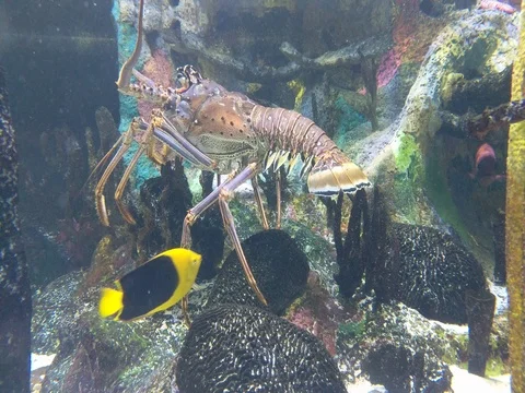 Lobster and Fish Stock Footage 80689132