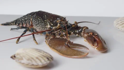 Lobster and shell 3k 스톡 동영상 73893200