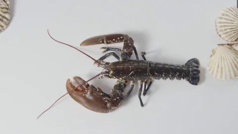 Lobster and shell 3k 스톡 동영상 73920766