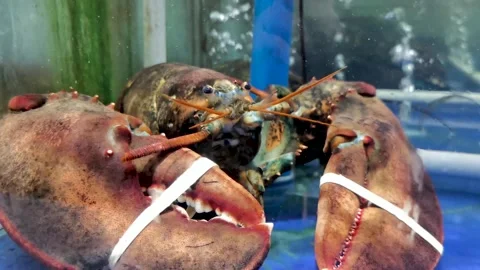 The lobster in the aquarium box. Stock Footage 247958403
