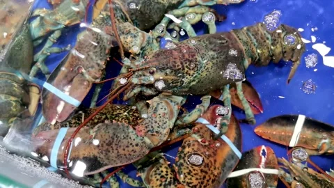 The lobster in the aquarium box. Stock Footage 247958415