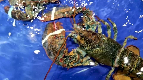 The lobster in the aquarium box. Stock Footage 247958428