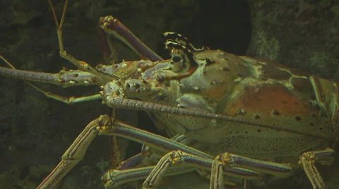 Lobster in Aquarium Stock Footage 33222458